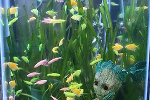 Fancy fish aquarium image