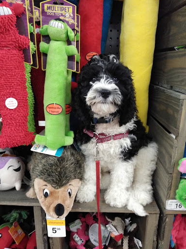 Pet Supply Store «Petco Animal Supplies», reviews and photos, 600 US-441, The Villages, FL 32159, USA