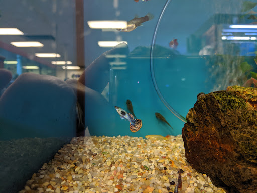 Aquarium Shop «Wet Pets by Steve», reviews and photos, 504 W Main St, Norman, OK 73069, USA