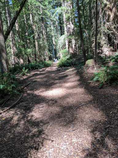 Nature Preserve «LandPaths Grove of Old Trees», reviews and photos, 17599 Fitzpatrick Ln, Occidental, CA 95465, USA
