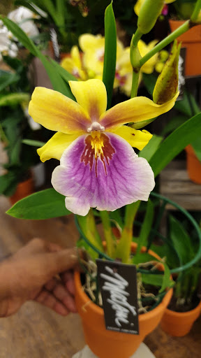 Grocery Store «Albertsons», reviews and photos, 2321 W University Dr, Denton, TX 76201, USA