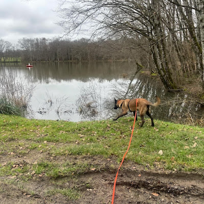 PM Pet Sitting à Champrougier