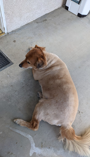 Pet Supply Store «Petco Animal Supplies», reviews and photos, 5151 Gosford Rd, Bakersfield, CA 93313, USA