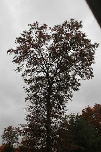 Park «Merrill Park», reviews and photos, Fairview Ave, Colonia, NJ 07067, USA