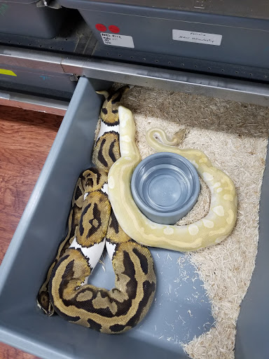Pet Store «Exotic Pets», reviews and photos, 2410 N Decatur Blvd #160, Las Vegas, NV 89108, USA