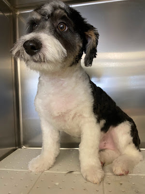 The Dog House (Grooming Gals)