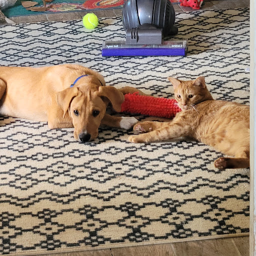 Bulverde Humane Society