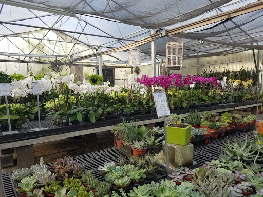 Florist «Dr Delphinium Flower & Orchid House», reviews and photos, 513 W Campbell Rd, Richardson, TX 75080, USA