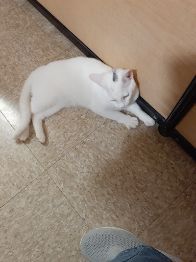 Pet Supply Store «PetSmart», reviews and photos, 4900 Monticello Ave, Williamsburg, VA 23188, USA