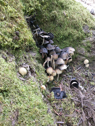 Park «Mineral Springs Park», reviews and photos, 1500 N 105th St, Seattle, WA 98133, USA