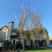 Redwood Arbor Care - Photo 8 - Car repair in , Los Angeles