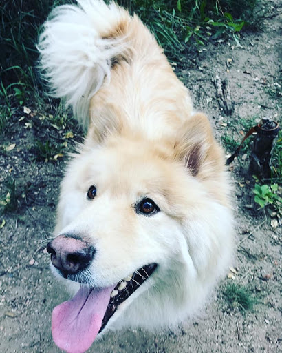 Courier Service «Your Courier Service LLC», reviews and photos, 706 Zion Dr, Colorado Springs, CO 80910, USA