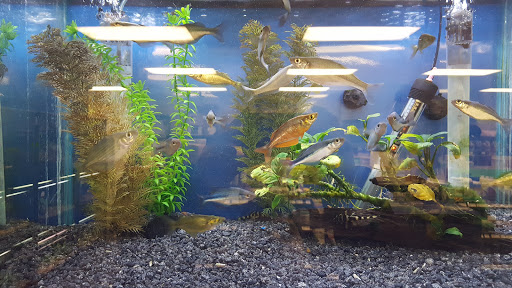 Tropical Fish Store «Aquatic Dog», reviews and photos, 7429 E Iliff Ave, Denver, CO 80231, USA