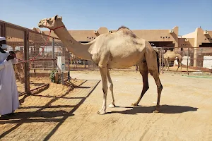 Al Ain Camel Market image