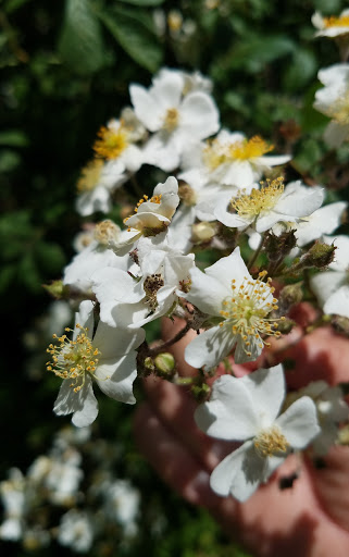 State Park «Monmouth Battlefield State Park», reviews and photos, 16 Business Route 33, Manalapan Township, NJ 07726, USA