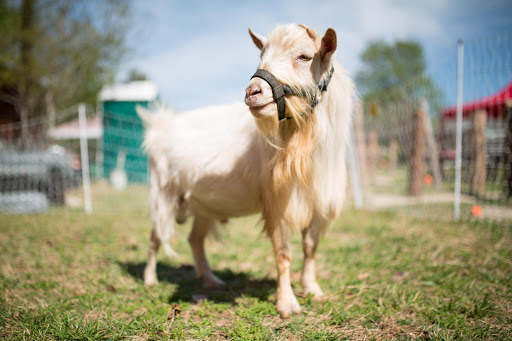 Hux Family Farm