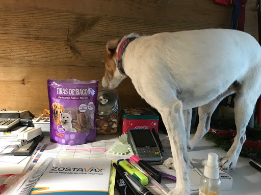 ABCDogs Camp Hotel en Quart, Girona