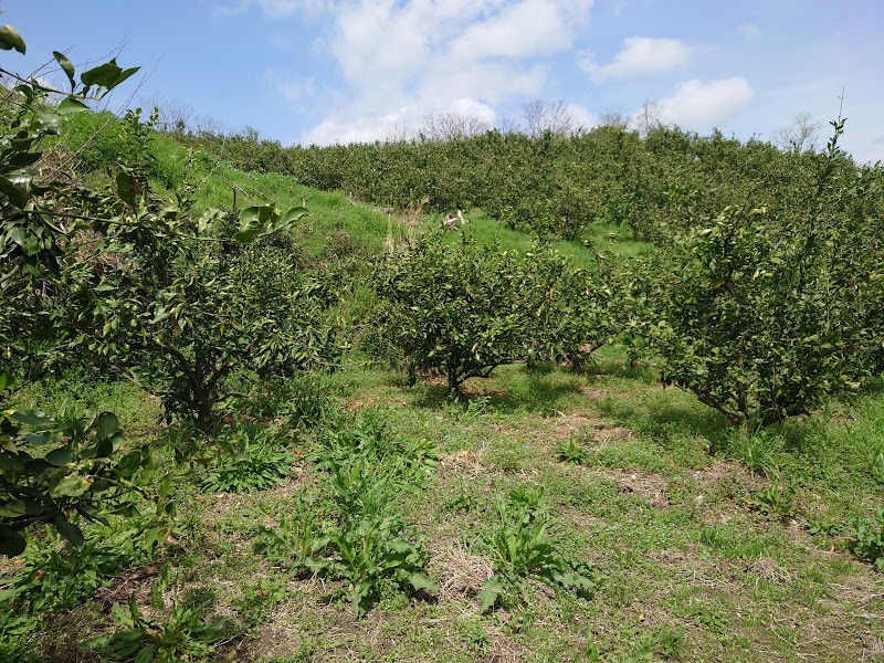 （有）新岡農園