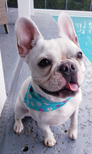 Pet Store «Pets Place Grooming», reviews and photos, 1272 SW California Blvd, Port St Lucie, FL 34953, USA