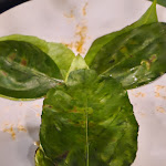 Photo n°5 de l'avis de Simona.a fait le 04/06/2023 à 16:29 sur le  La Limonaia à Sorrento