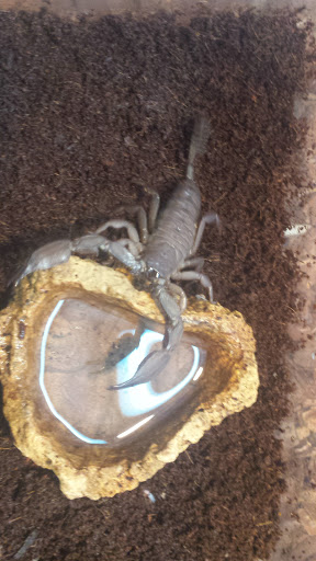 Pet Supply Store «Pet Supermarket», reviews and photos, 2649 E Gulf to Lake Hwy, Inverness, FL 34452, USA