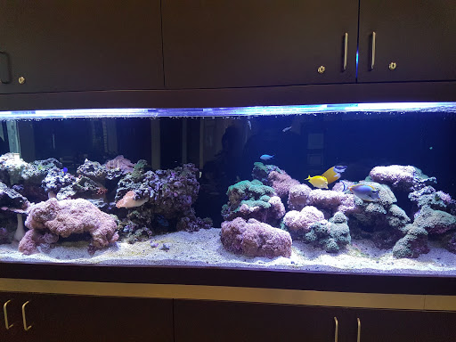 Used Car Dealer «Stevens Creek Toyota Certified Used Cars», reviews and photos, 380 Kiely Blvd, San Jose, CA 95129, USA