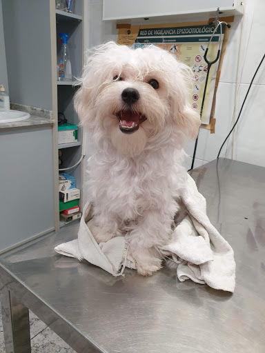 Centro Veterinario Algemesí en Algemesí