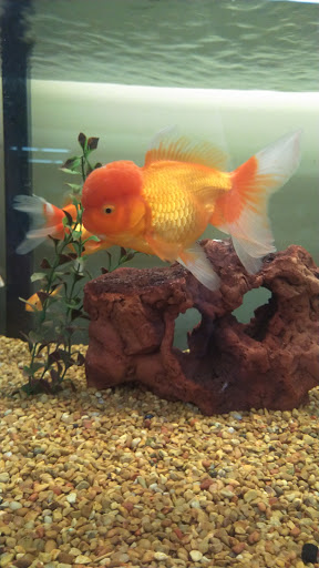 Pet Supply Store «Petco Animal Supplies», reviews and photos, 8213 Hwy 72 W c, Madison, AL 35758, USA