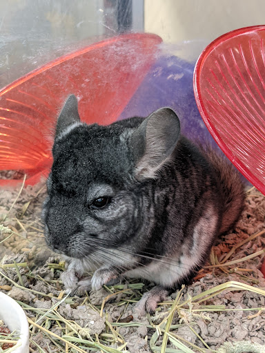 Pet Supply Store «Petco Animal Supplies», reviews and photos, 22 Peninsula Center, Rolling Hills Estates, CA 90274, USA