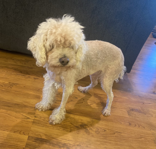 Pet Supply Store «PetSmart», reviews and photos, 1591 Bradley Park Dr, Columbus, GA 31904, USA