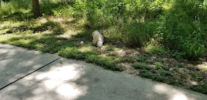 Dog Park - photo 28