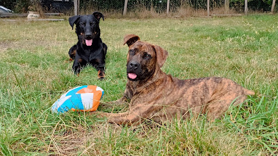 Éducateur canin - Instinct de partage à Peyrat-le-Château