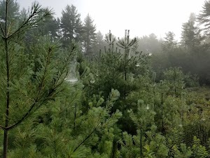 Litchfield State Forest - photo 19