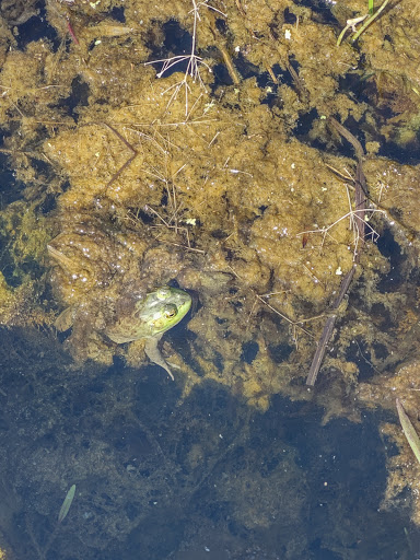 Nature Preserve «Beanblossom Bottoms Nature Preserve - Sycamore Land Trust», reviews and photos, N Woodall Rd, Ellettsville, IN 47429, USA