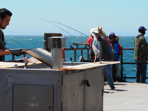 Cafe «Redondo Coffee Shop & Bait», reviews and photos, 141 Fishermans Wharf, Redondo Beach, CA 90277, USA