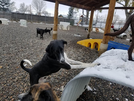 AnimaLodge Pet Resort