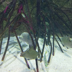 Photo n° 17 de l'avis de E..s fait le 14/04/2019 à 14:28 pour Aquarium de Lyon à La Mulatière