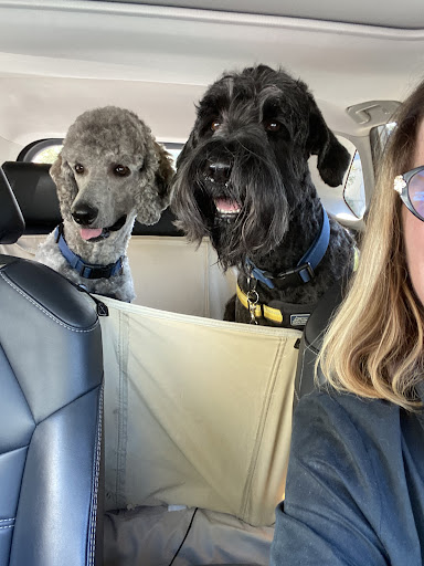 Pet Groomer «Luba`s Pet Grooming Studio», reviews and photos, 2782 Park St, Jacksonville, FL 32205, USA