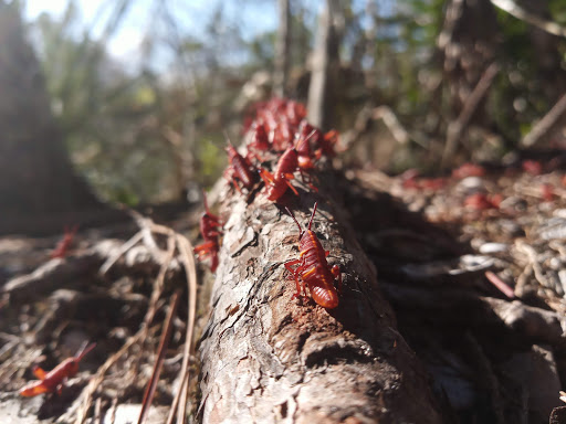 Nature Preserve «Grassy Waters Preserve», reviews and photos, 8264 Northlake Blvd, West Palm Beach, FL 33412, USA