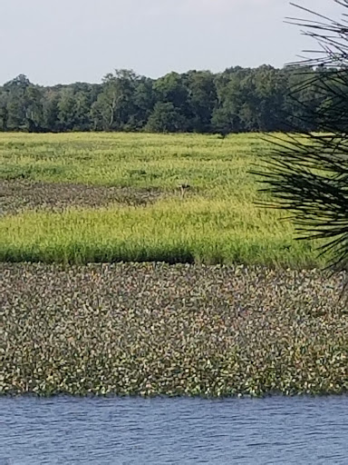 Nature Preserve «Maurice River Bluffs Preserve», reviews and photos, Silver Run Rd, Millville, NJ 08332, USA