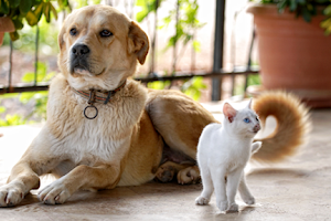 Cokato Veterinary Services image