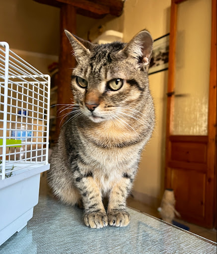 Centro Veterinario Manchuela en Casas-Ibáñez
