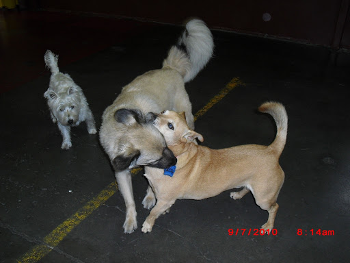 Klub K9 Play Center image