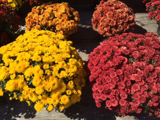 Florist «Raubs Florist & Greenhouses», reviews and photos, 105 Industrial Dr N, Easton, PA 18042, USA