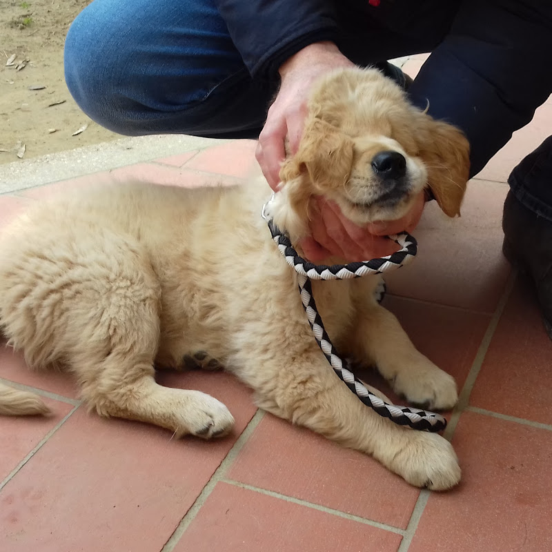 La Lastra Ambulatorio Veterinario Dott. Dainelli Stefano