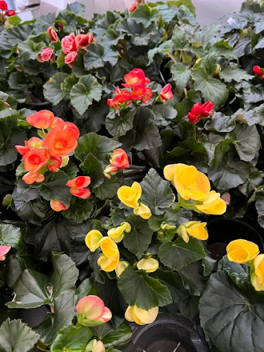 Florist «TG Designs», reviews and photos, 19231 Longmeadow Rd, Hagerstown, MD 21742, USA