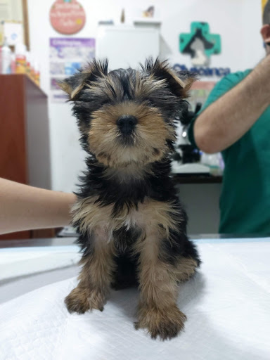 Clínica Veterinaria del Centro Maracaibo (Clivecenca)