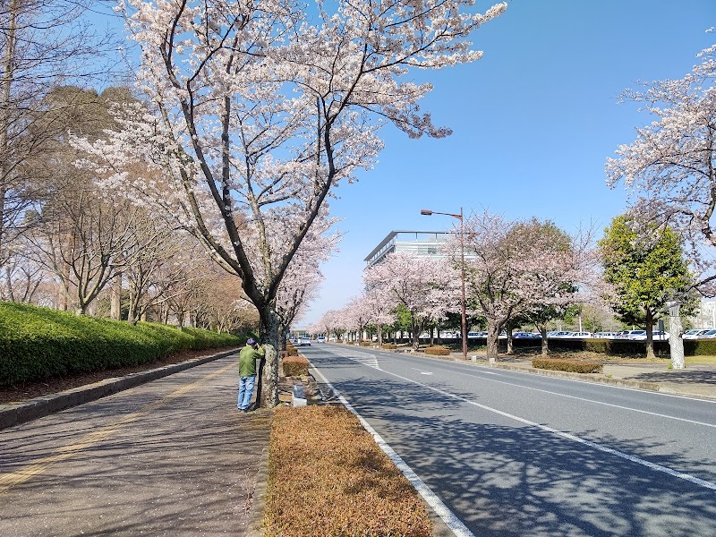 茨城県庁の桜