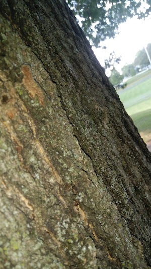 Everett Park - photo 54