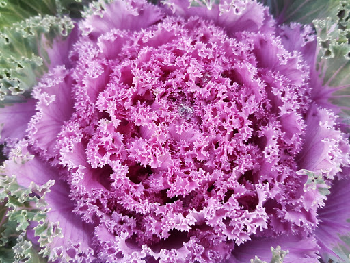 Farm «Sun High Orchards», reviews and photos, 19 Canfield Ave, Randolph, NJ 07869, USA